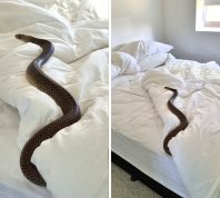 Huge Snake Found Sleeping in Bed