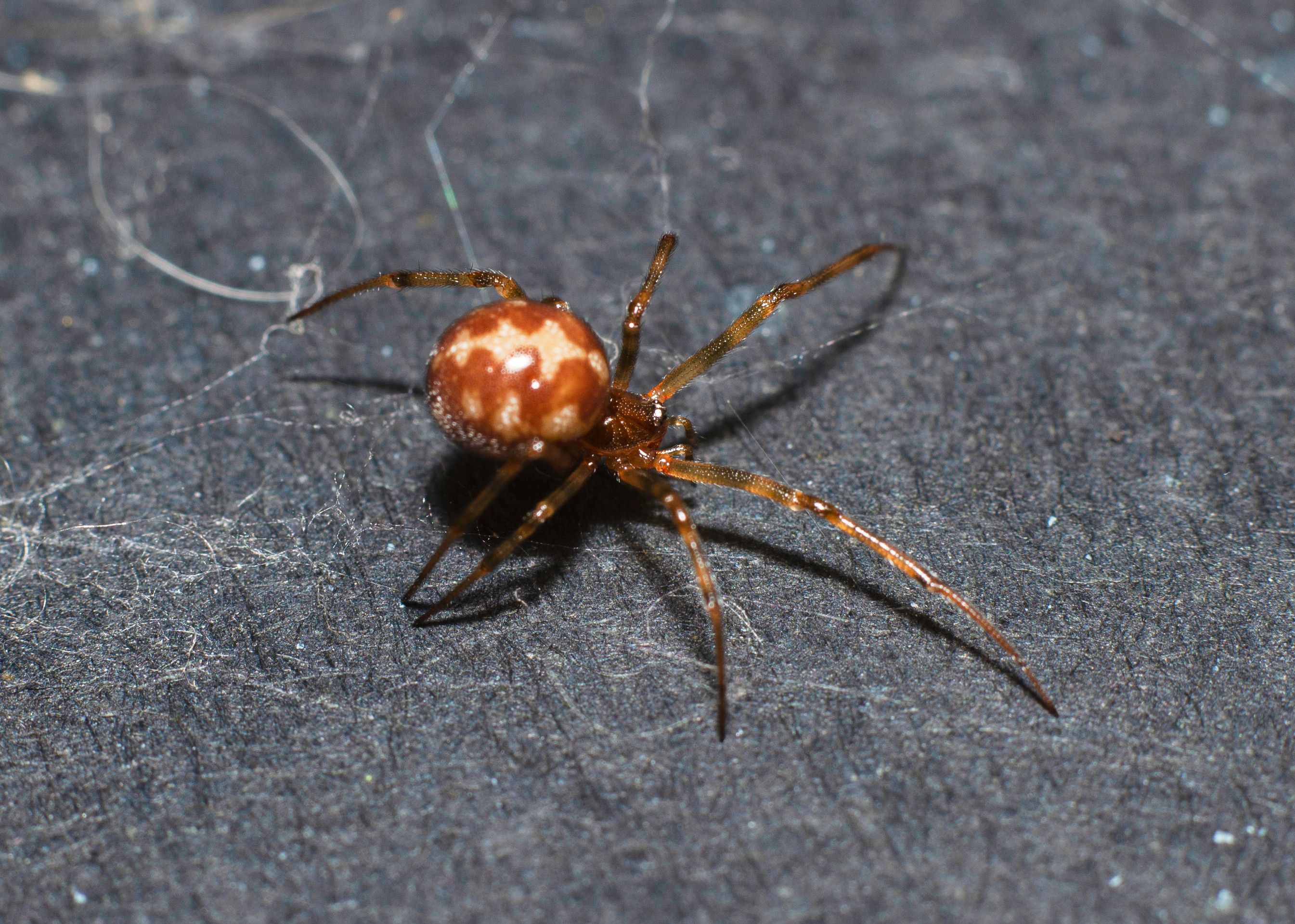 Will Venomous Brown Widow Spiders Make Black Widows Extinct?