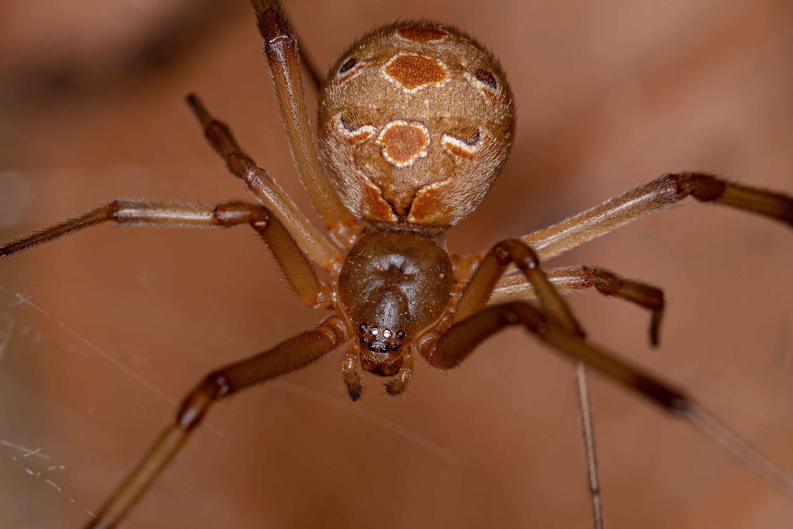 Will Venomous Brown Widow Spiders Make Black Widows Extinct?