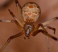 Female brown widow spider