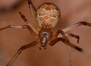 Female brown widow spider