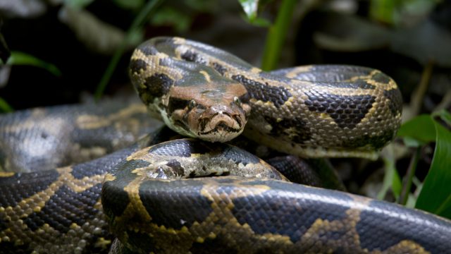 A closeup of a Burmese python coiled on the ground in foliage