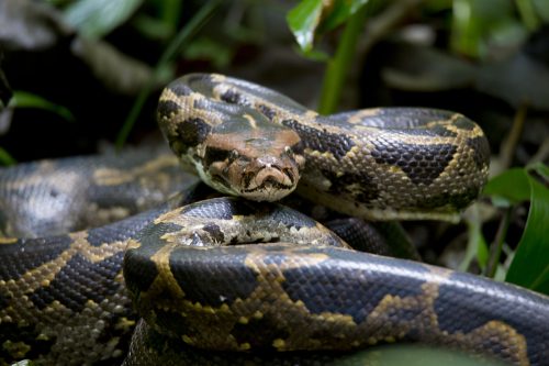 A closeup of a Burmese python coiled on the ground in foliage