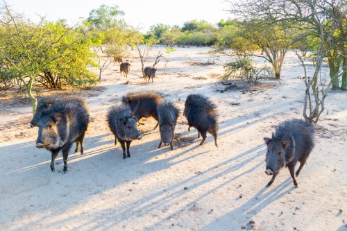 Group of Chacoan peccary; rare animals