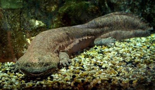 the rare and endangered Chinese giant salamander