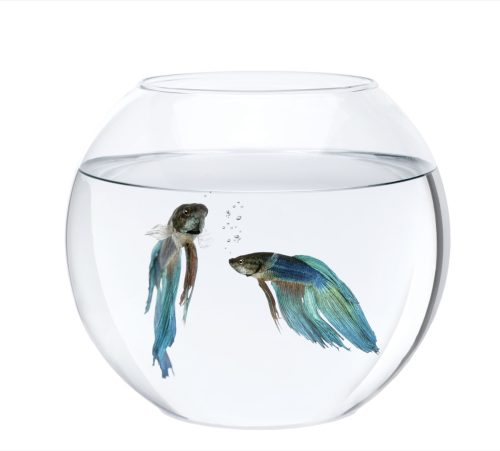 two blue fish in a fish bowl. deciding on fish names for new pets.