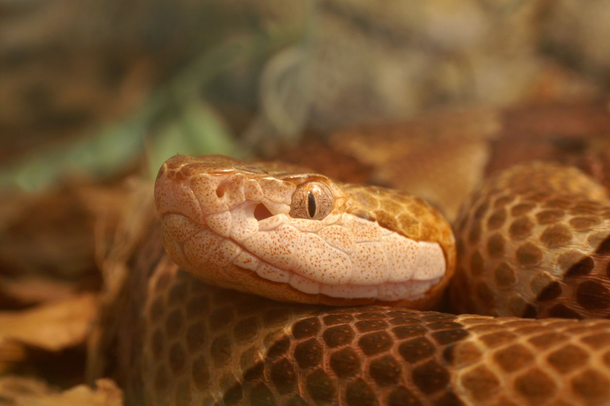 Hot weather is waking B.C. snakes from their slumber. Here's how to  identify them