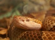 A closeup of a copperhead snake's face