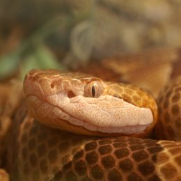 A closeup of a copperhead snake's face