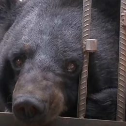 A Family Raises a Pet Dog, But After 2 Years, Shockingly Discovers it's an Endangered Bear 