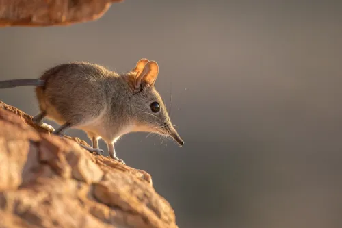 the elephant shrew is an endangered and rare animal