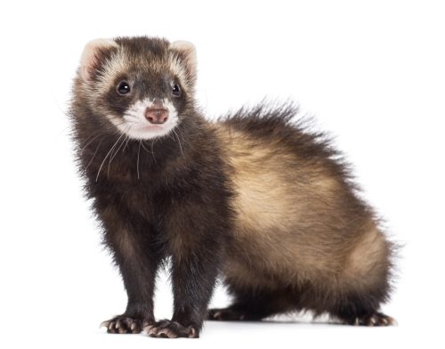 baby ferret in front of white background