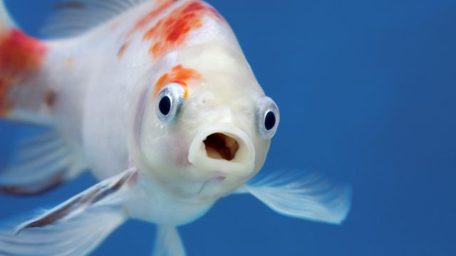 A fish with wide open mouth and big eyes in fishtank