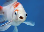 Một con cá há to miệng và đôi mắt to trong bể cá