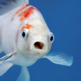 A fish with wide open mouth and big eyes in fishtank