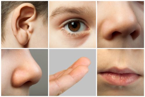 Close up of a child's nose, eye, ear, lips and fingers representing all five senses
