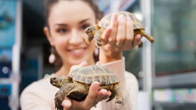 Smiling girl posing with two land turtles in zoo shop