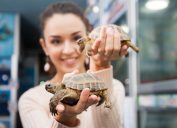 Smiling girl posing with two land turtles in zoo shop
