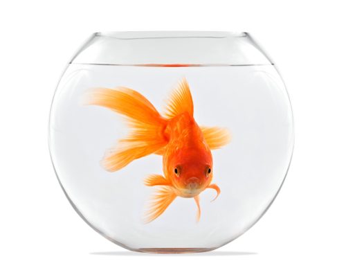 goldfish in a bowl