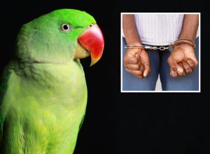 Talking Parrot's Testimony Condemns Killers
