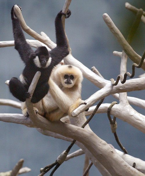 hainan gibbons in tree