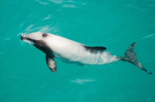 hector's dolphin in water