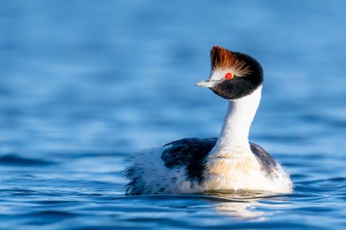 A front view of a rare and endangered Hooded Grebe