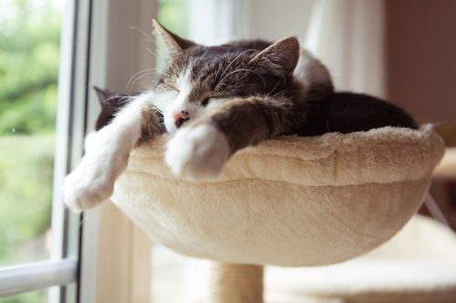 napping cat