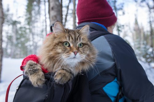 hikers with a cat