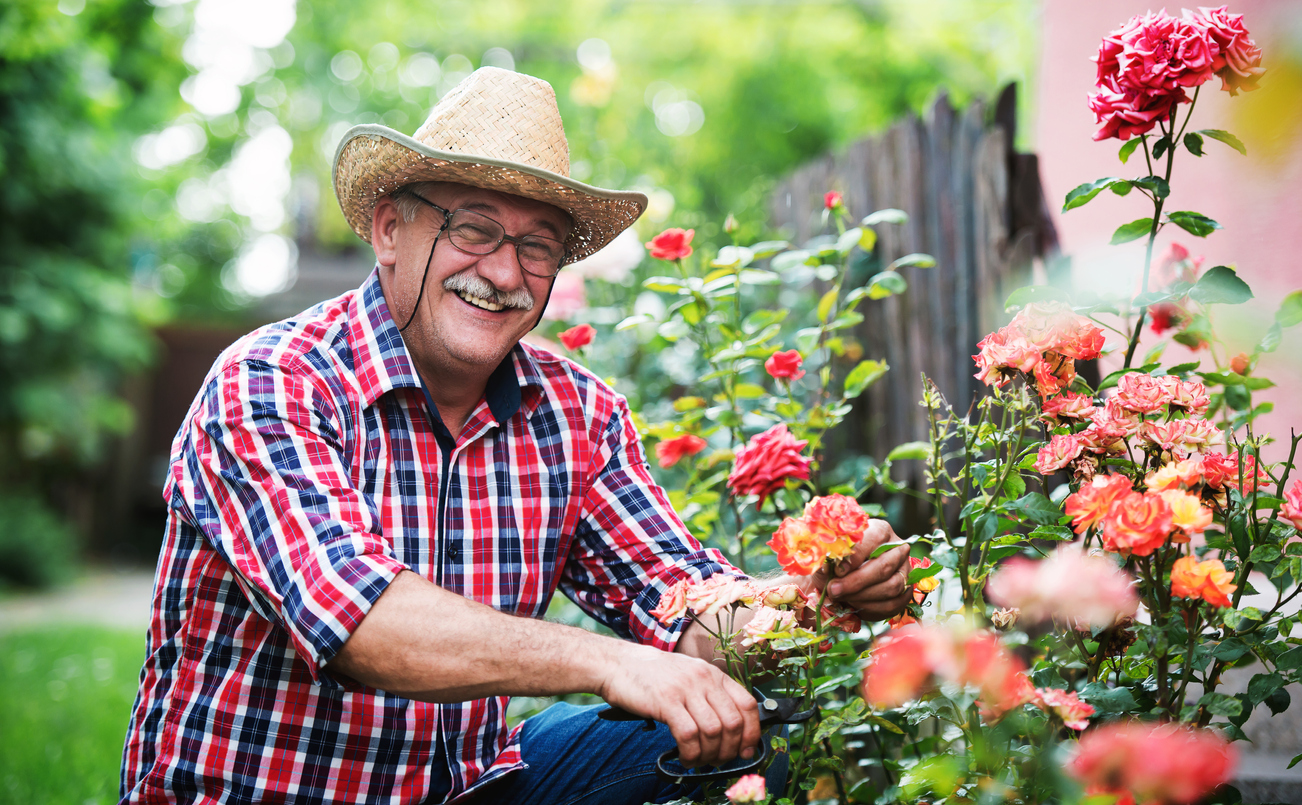 Smiling senior man pruning rose bushes in his garden