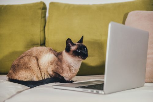 Siamese cat working at the computer