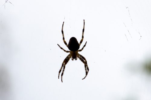 silhouette of a big spider