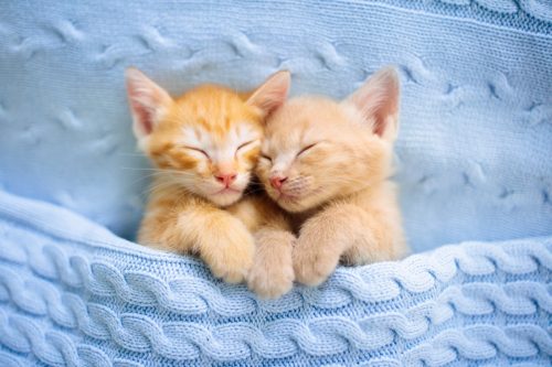 orange kittens snuggling under a blue blanket
