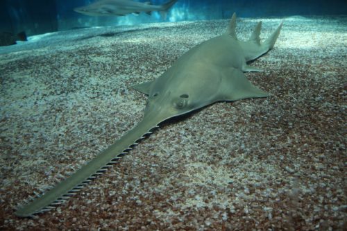 Largetooth Sawtooth shark on the bottom of the sea