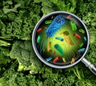 Bacteria and germs on vegetables and the health risk of ingesting contaminated green food including romaine lettuce as a produce safety concept 3D render elements.
