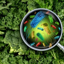 Bacteria and germs on vegetables and the health risk of ingesting contaminated green food including romaine lettuce as a produce safety concept 3D render elements.