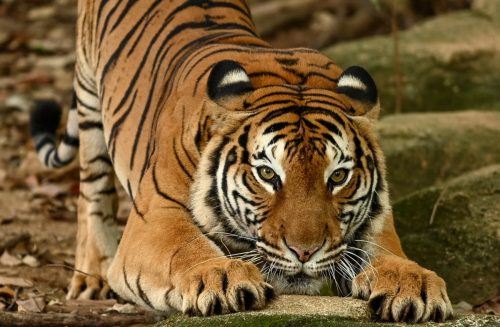 the malayan tiger; a rare and endangered species