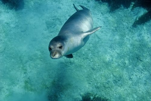 monk seal swimming underwater