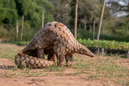 pangolin in the wild