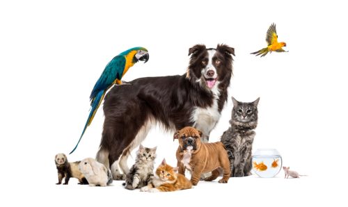 Group of pets posing around a border collie