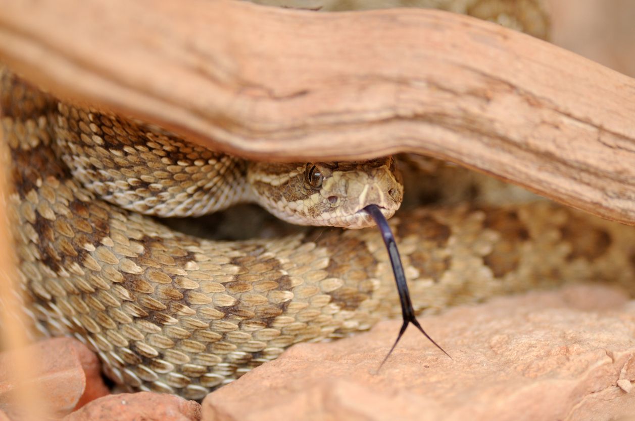 Snake season is here. Tips on how to be safe and coexist.