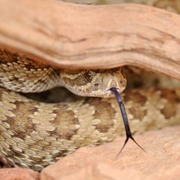 A prairie rattlesnake hiding under a stick
