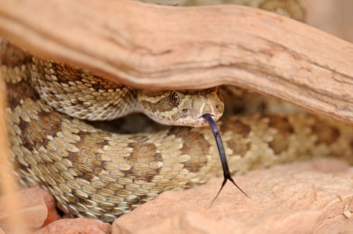 A prairie rattlesnake hiding under a stick