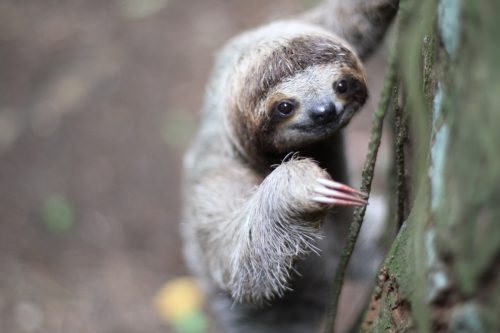 3 toed sloth climbing a tree
