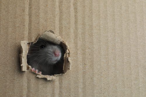 rat in box