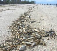 Dead fish and crabs washed up on a white sand beach due to red tide