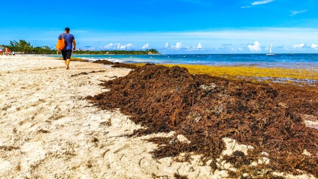 A person walking by a pile of brown seaweed on the beach