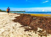 A person walking by a pile of brown seaweed on the beach