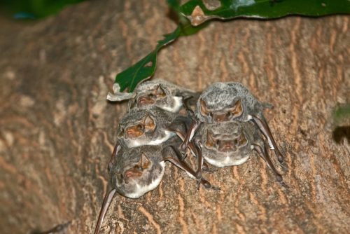 Group of Seychelles Sheath-tailed Bats on tree