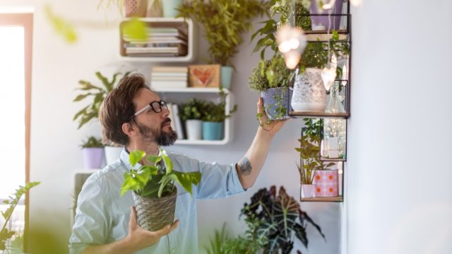 man setting up houseplants